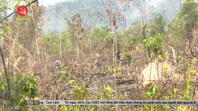 Gia Lai: Phát hiện vụ phá rừng quy mô lớn tại khu vực giáp ranh 
