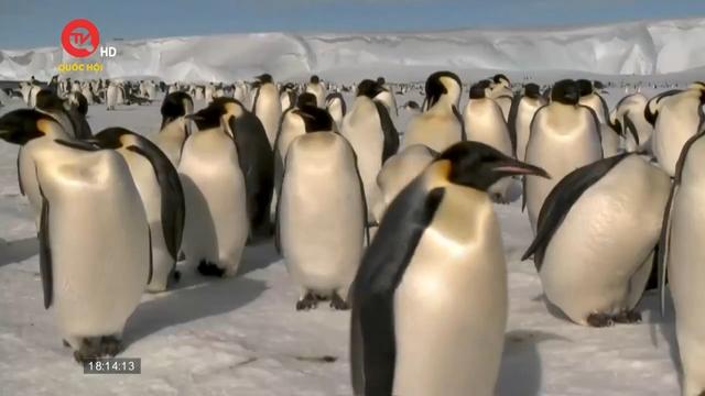 Chim cánh cụt hoàng đế tại Nam Cực giảm số lượng do băng tan