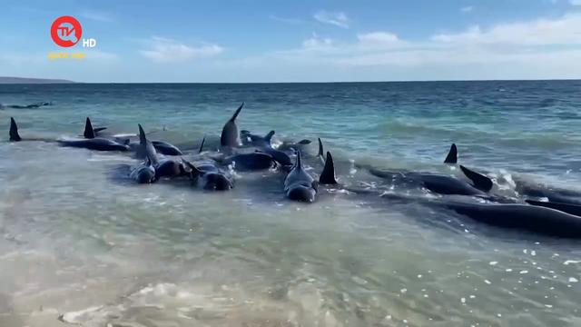 Australia giải cứu 130 cá voi mắc cạn trên bờ biển