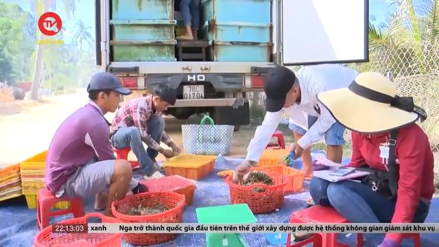Phú Yên: Nỗ lực hỗ trợ người dân và doanh nghiệp xuất khẩu tôm hùm chính ngạch 