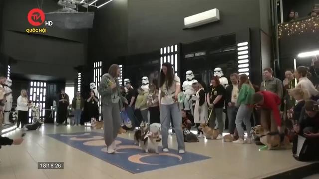 Những chú chó Corgi tham dự triển lãm kỷ niệm phim Star Wars