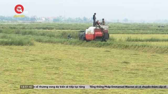Quảng Bình: Nhiều diện tích lúa ngã đổ sau mưa lớn