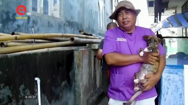 Giải cứu động vật bị bỏ rơi sau vụ phun trào núi lửa ở Indonesia