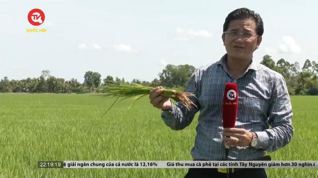 Nâng tầm hạt gạo Việt Nam  