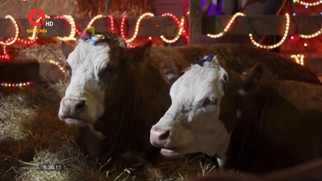 Mỹ nỗ lực kiểm soát dịch cúm gia cầm ở bò sữa