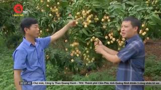 Người trồng vải Bắc Giang đứng trước nguy cơ "mất trắng"