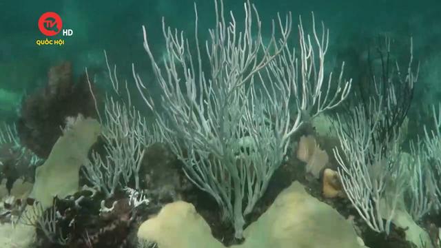 Báo động về tình trạng san hô tẩy trắng lan rộng toàn cầu