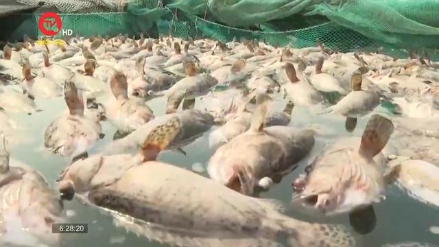 Phú Yên: Hơn 90 tấn tôm hùm và thủy sản chết hàng loạt, người dân chịu thiệt hại nặng nề 