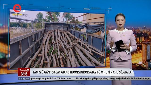 Gia Lai: Tạm giữ gần 100 cây giáng hương không giấy tờ ở huyện Chư Sê