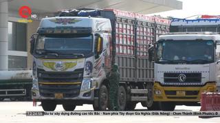 Gần 6 nghìn tấn vải thiều xuất qua cửa khẩu quốc tế Lào Cai 