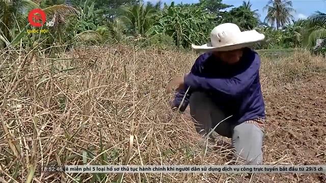 Cà Mau: Nông dân bị thương lái quỵt tiền thu mua lúa 