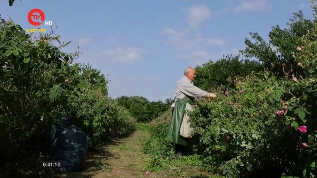 Xứ sở hoa hồng” đón vụ thu hoạch sớm do biến đổi khí hậu 