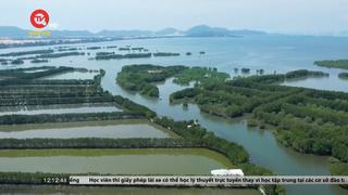 Bình Định: Lợi ích từ việc phục hồi rừng ngập mặn