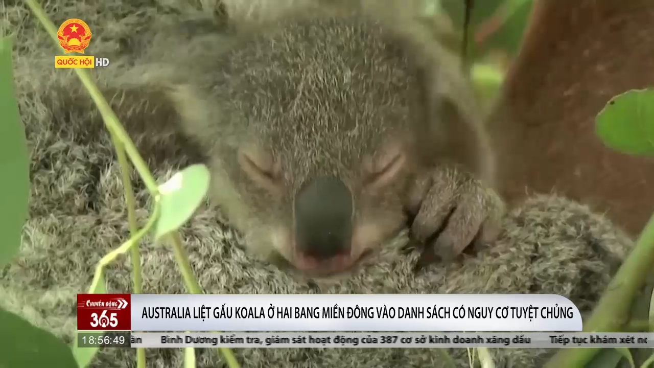 Gấu Koala ở Australia có nguy cơ tuyệt chủng