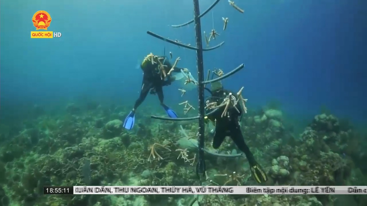 Bảo tồn san hô quý hiếm tại Cuba