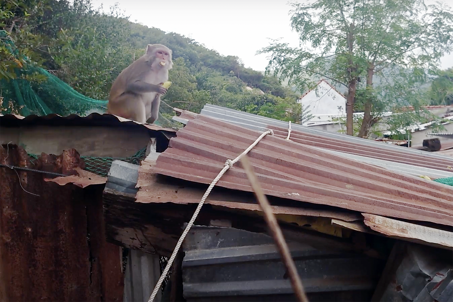 Khánh Hòa: Đàn khỉ gần 200 con tràn xuống quậy phá nhà dân