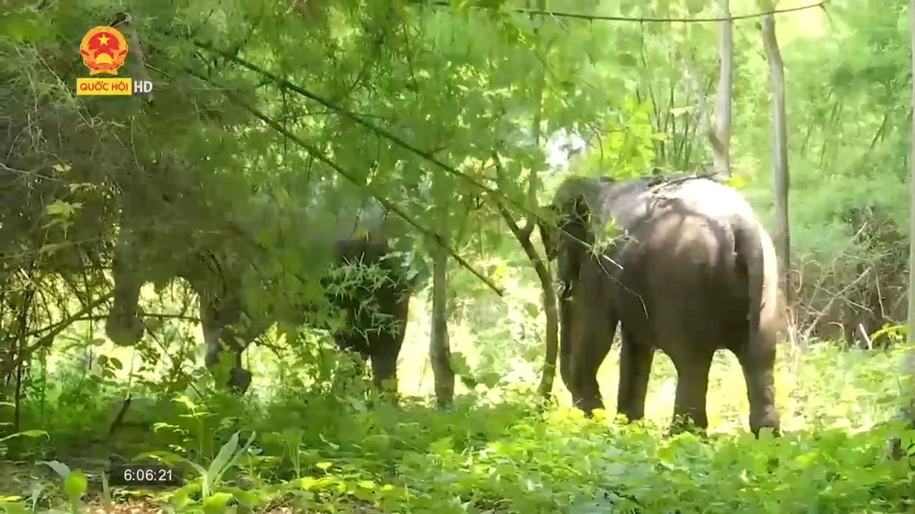 Du lịch thân thiện với voi ở Vườn Quốc gia Yok Đôn