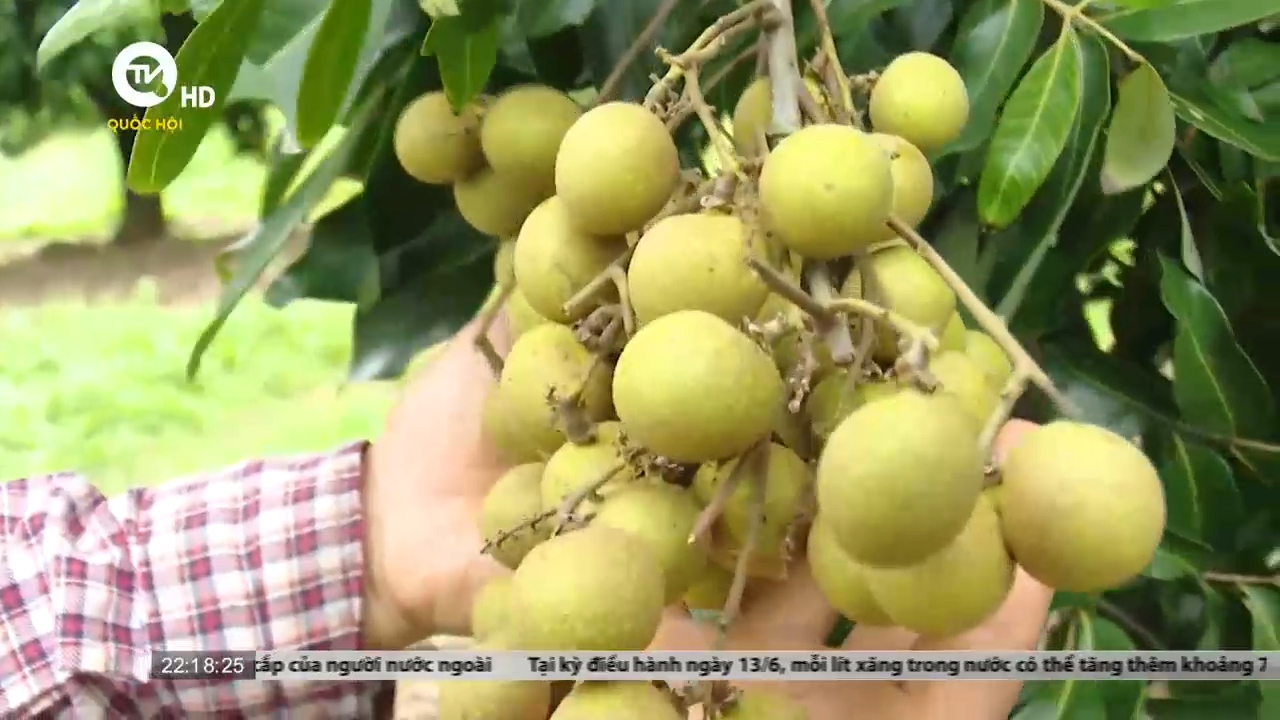 Sơn La: Nông dân gắng gượng trước sức sức ép của giá vật tư nông nghiệp