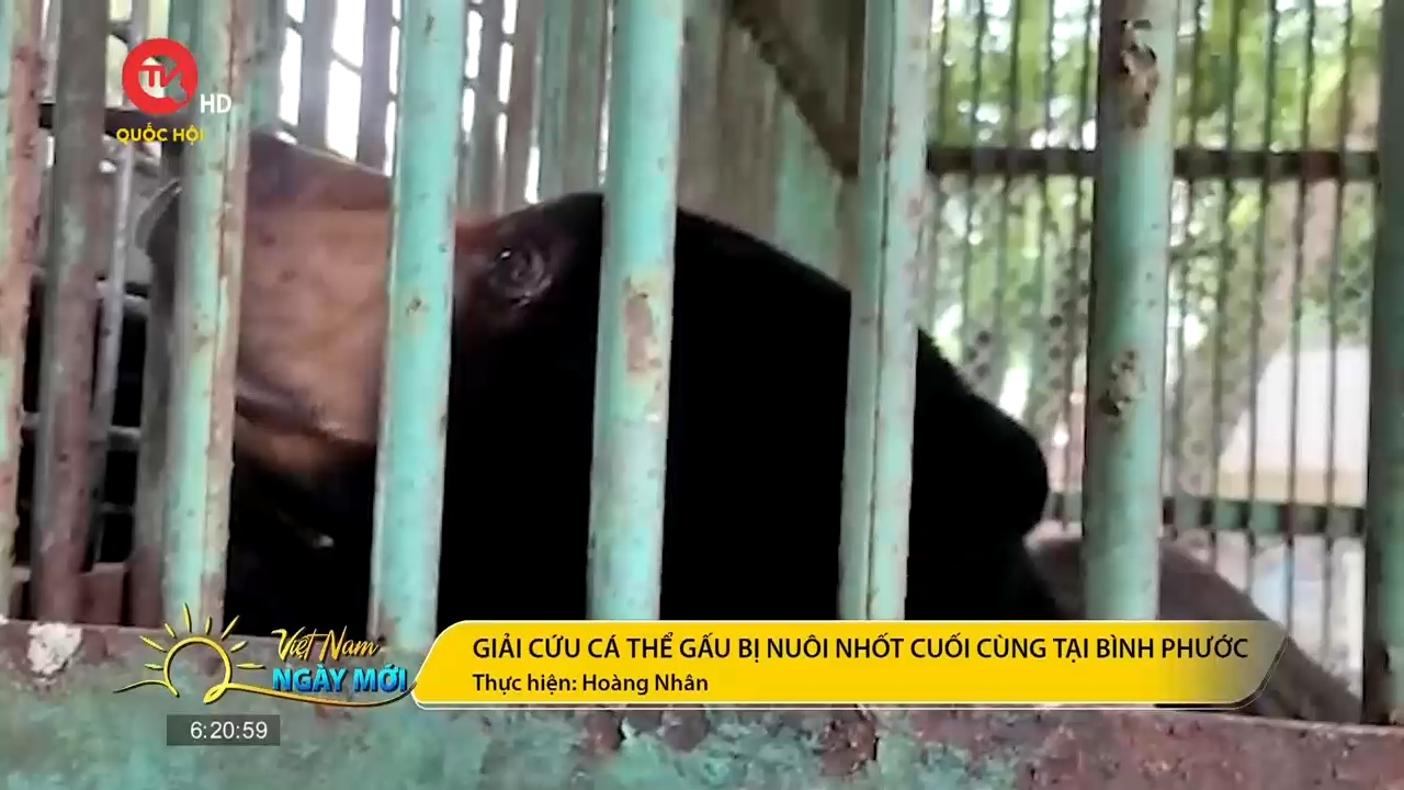 Giải cứu cá thể gấu bị nuôi nhốt cuối cùng tại Bình Phước