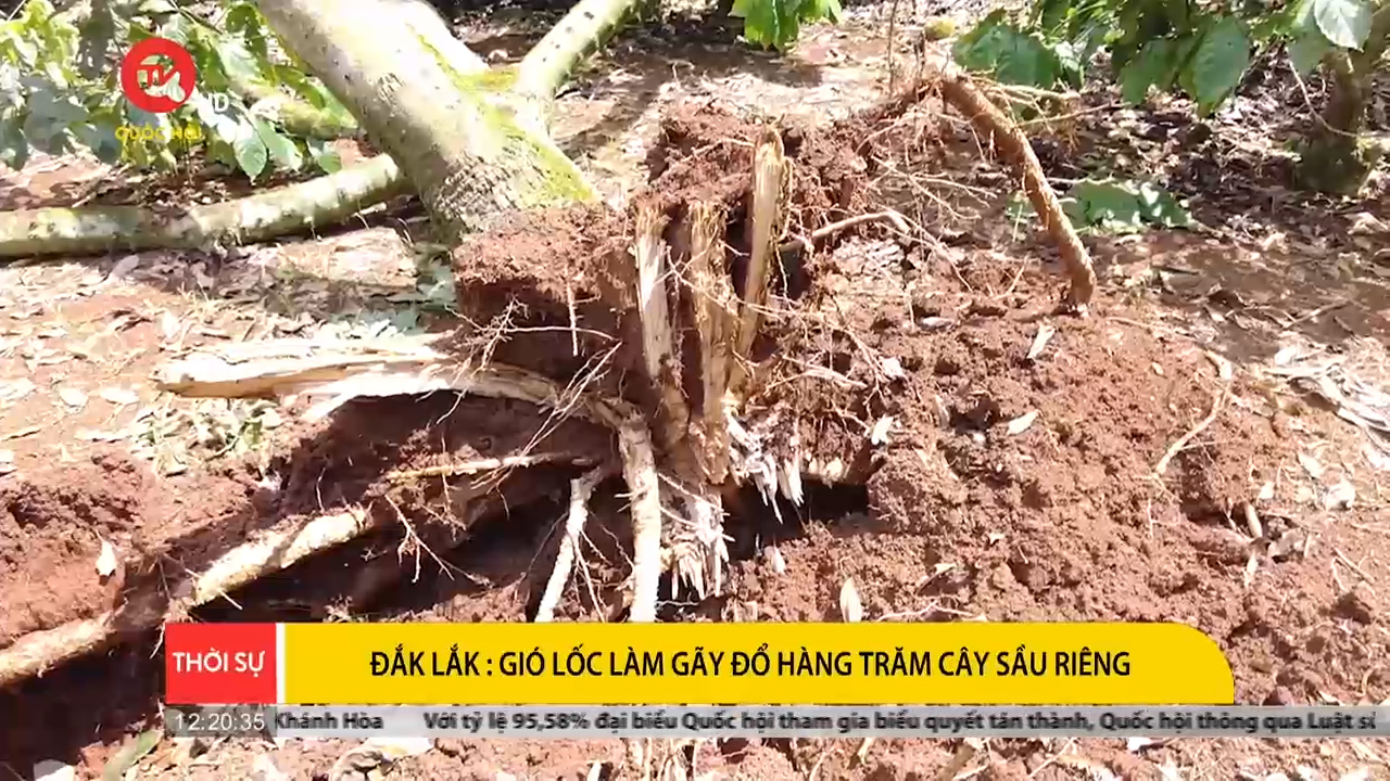Đắk Lắk: Gió lốc làm gãy đổ hơn 200 cây sầu riêng