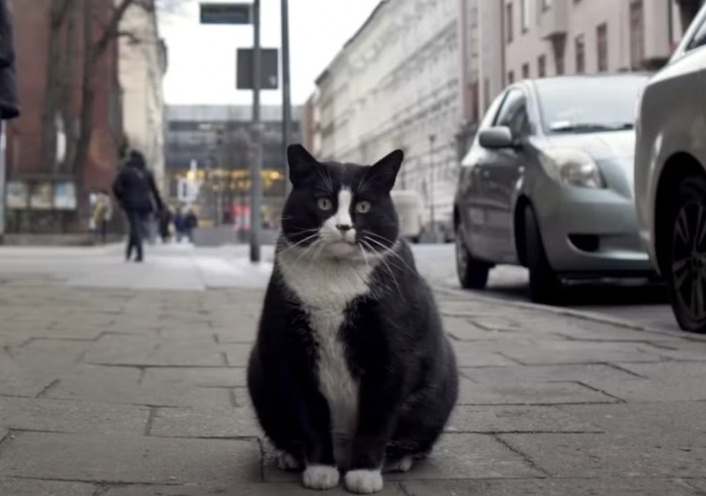 Tâm điểm hút khách du lịch tại thành phổ cổ Ba Lan là… một chú mèo