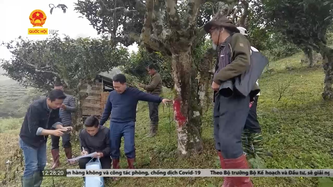 Sơn La: đưa Chè Shan tuyết vào danh mục “Cây di sản Việt Nam”