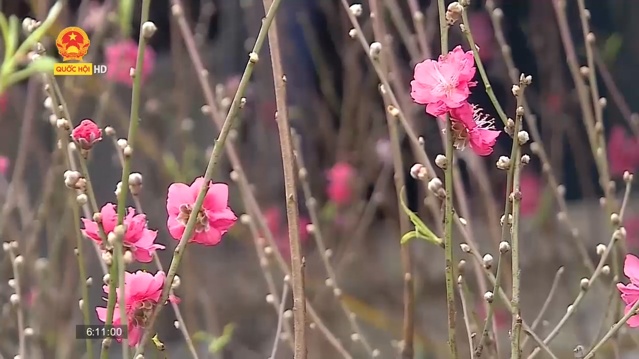 Hà Nội: Tổ chức 78 điểm chợ hoa xuân phục vụ Tết