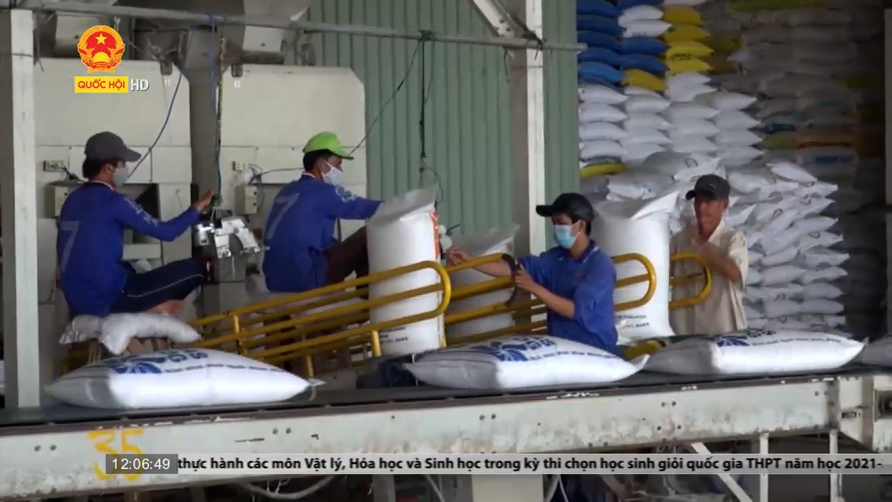 Đề nghị hỗ trợ gần 8.000 tấn gạo cứu đói tại 12 tỉnh