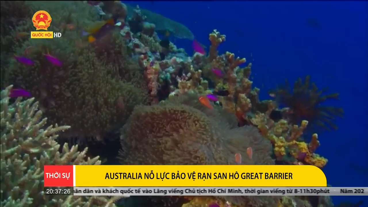 Australia nỗ lực bảo vệ rạn san hô Great Barrier