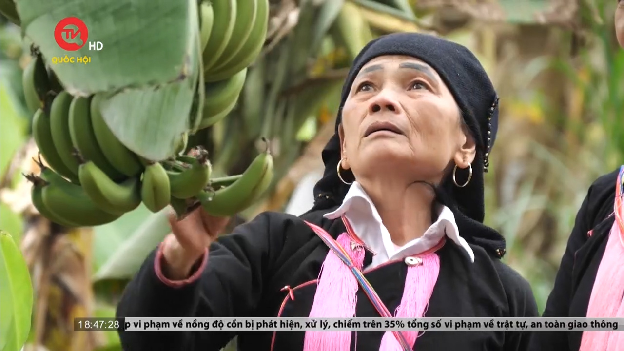 Lào Cai: Người phụ nữ mở lối khai hoang vùng biên giới Nậm Sò