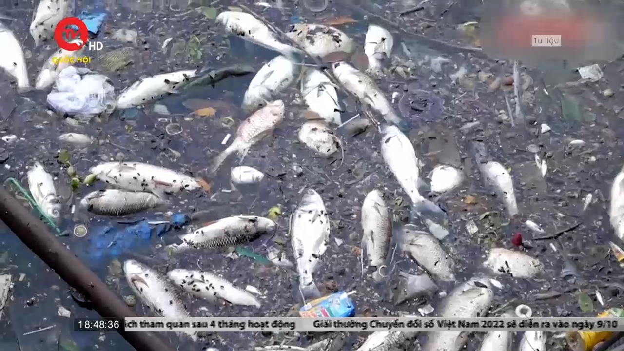 Hồ Tây lại xuất hiện tình trạng cá chết hàng loạt