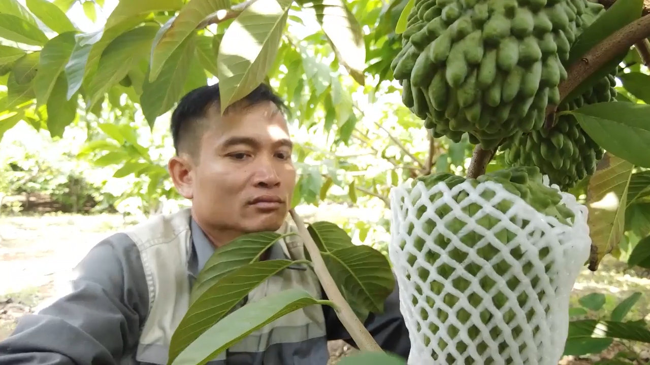Sản xuất ViepGap nâng cao giá trị nông sản Sơn La