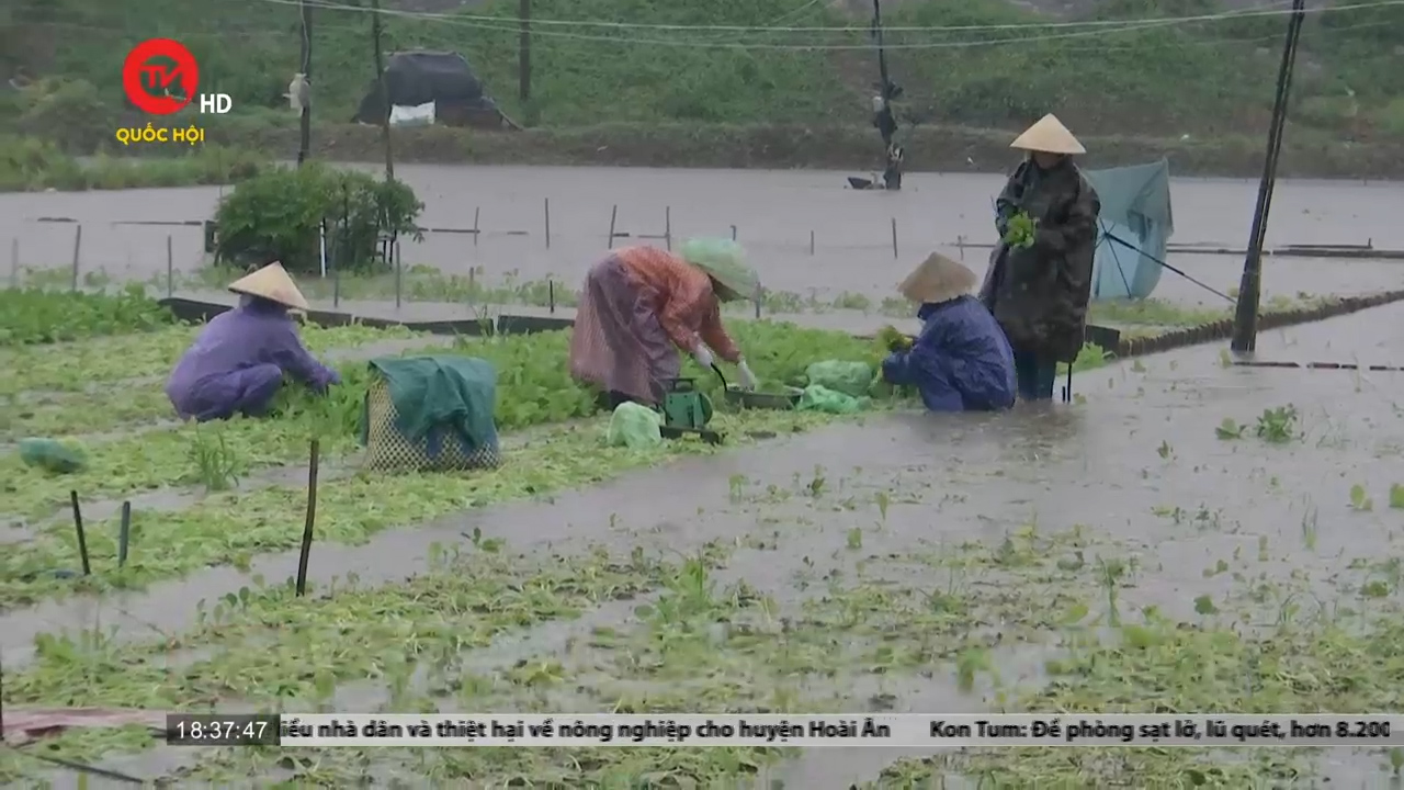 Người dân Phú Yên vội thu hoạch, vớt vát rau màu sau mưa lớn kéo dài