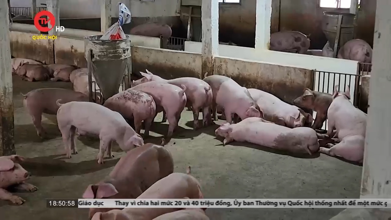 Ninh Bình: Tháo dỡ trên văn bản, người dân hơn 10 năm sống khốn khổ bên trại lợn