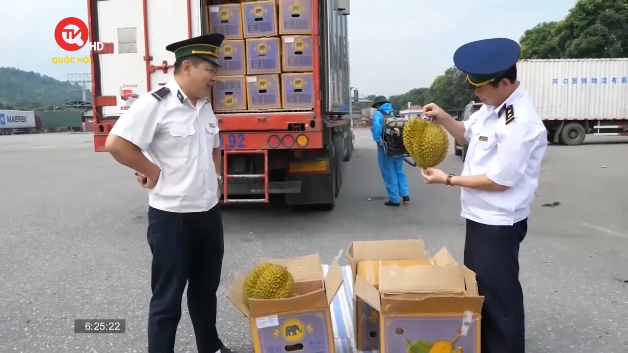 Lần đầu tiên quả sầu riêng xuất khẩu chính ngạch qua Cửa khẩu Kim Thành