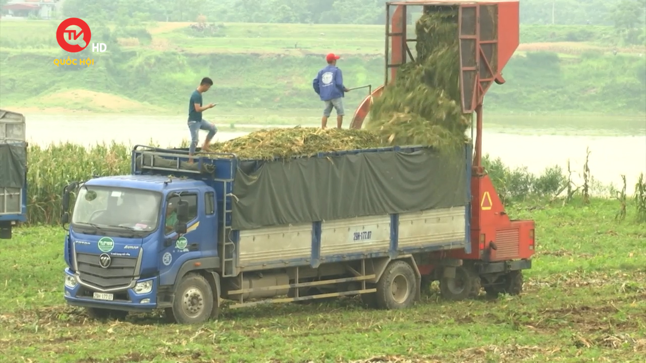 Nông nghiệp Việt Nam: Sử dụng phụ phẩm nông nghiệp là nguồn tài nguyên tái tạo