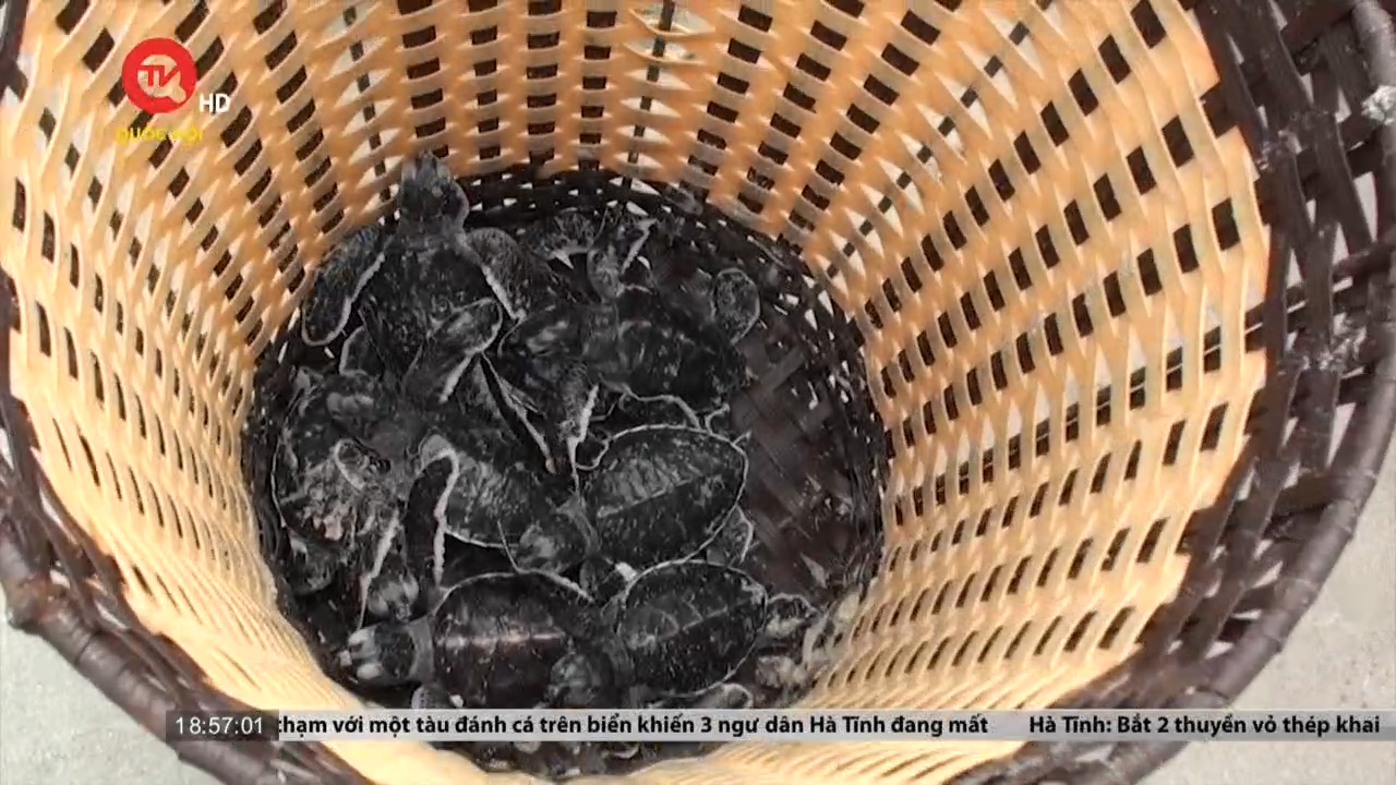 Hạnh phúc của những kiểm lâm viên trên Côn Đảo: Trắng đêm canh rùa mẹ đẻ trứng, chờ ngày thả rùa con về biển