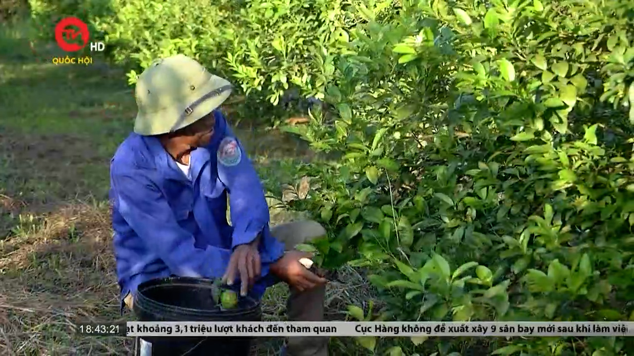 Tuyên Quang: Nông dân thiệt hại kép từ thuê đất trồng cây