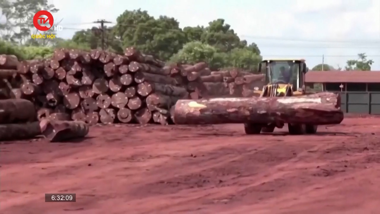 EU cấm nhập khẩu các sản phẩm liên quan tới phá rừng