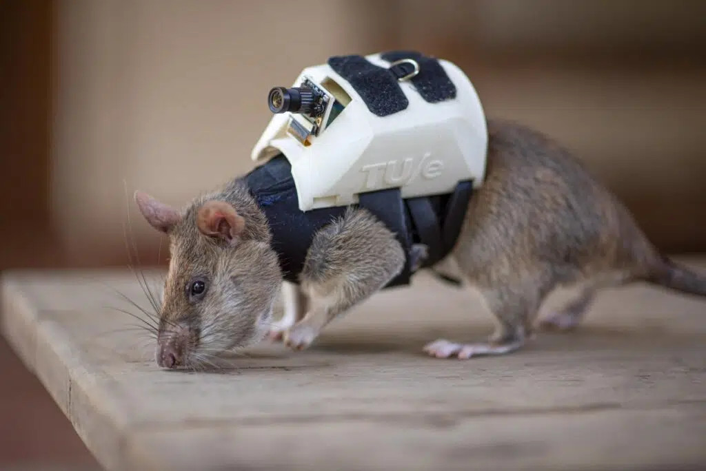 Huấn luyện chuột “mặc vest” tham gia tìm kiếm cứu hộ