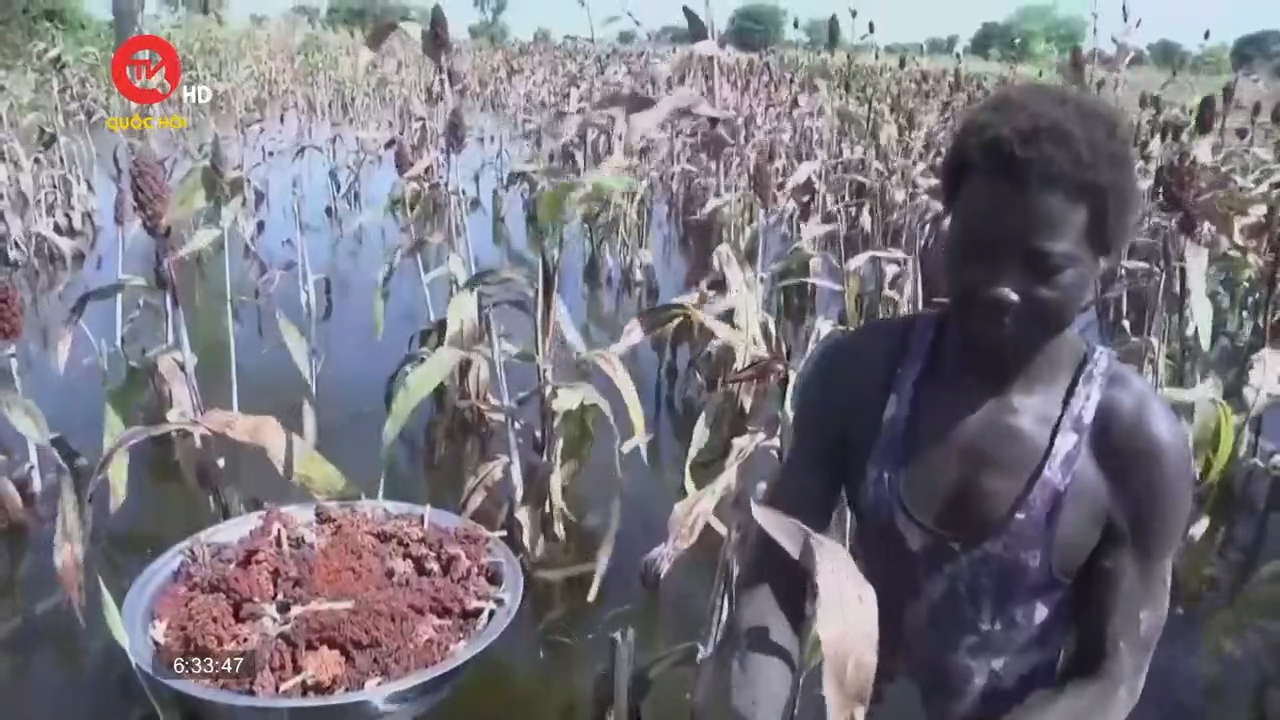 Vùng Tây Phi đối diện nguy cơ mất an ninh lương thực