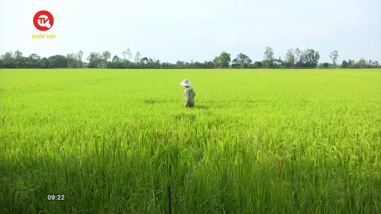Phát triển vùng nguyên liệu lúa gạo: Giảm chi phí, tăng năng suất
