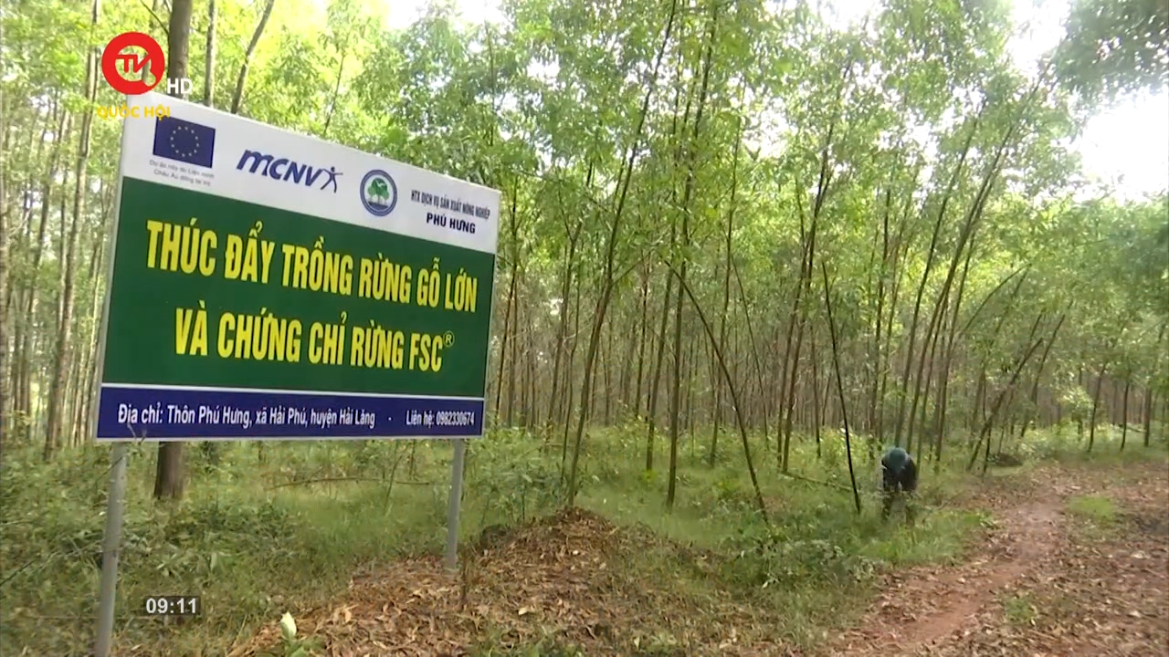Quảng Trị: Phấn đấu thành thủ phủ trồng rừng gỗ lớn miền Trung