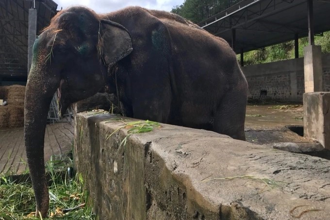 Chi 500 triệu đồng để đưa một con voi về Đắk Lắk bảo tồn