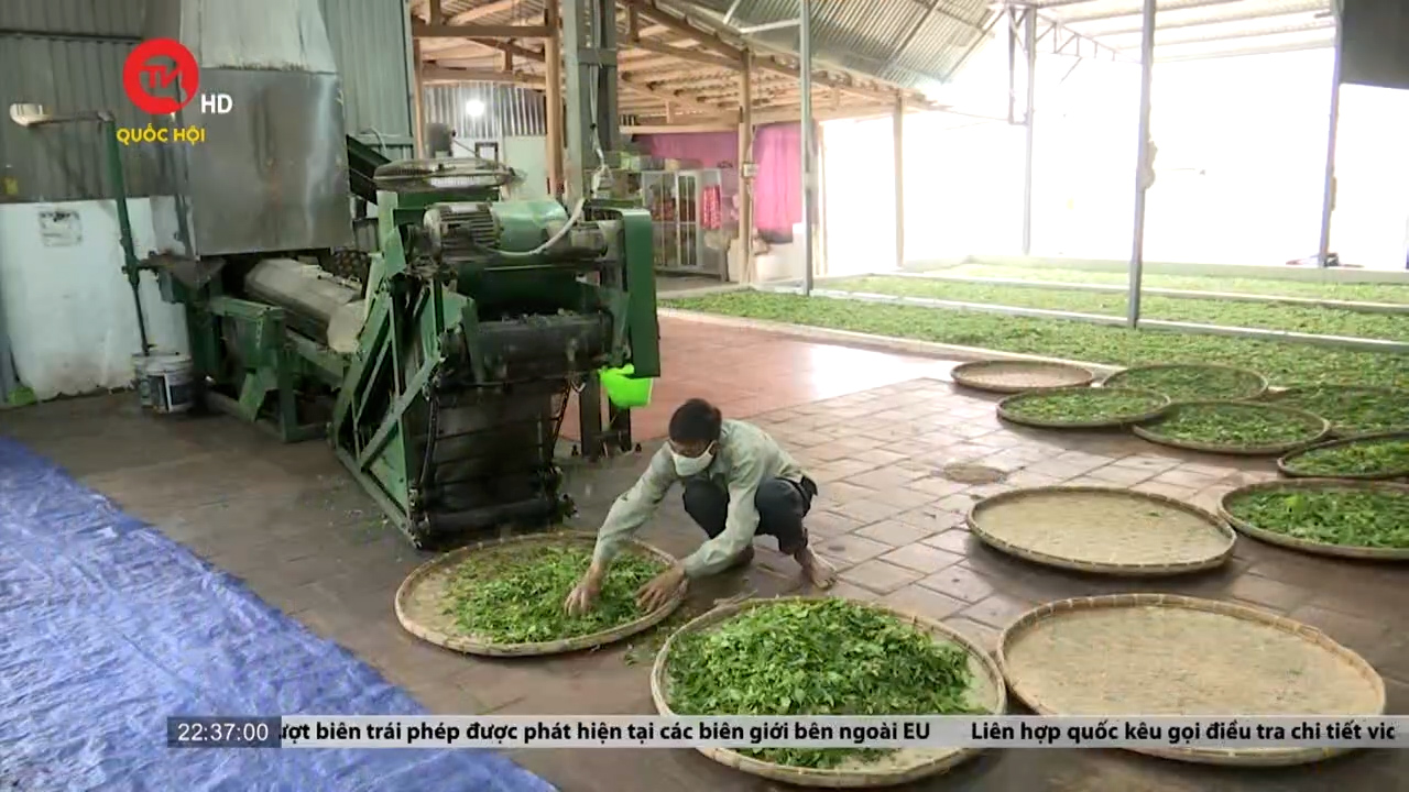 Lào Cai sản xuất nông nghiệp hữu cơ để xuất khẩu