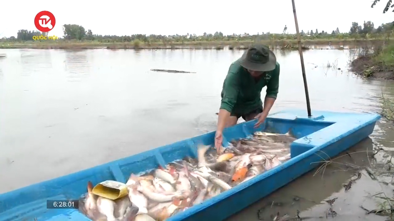 Hiệu quả bất ngờ từ việc thả cá "ăn theo" mùa nước nổi ở Hậu Giang