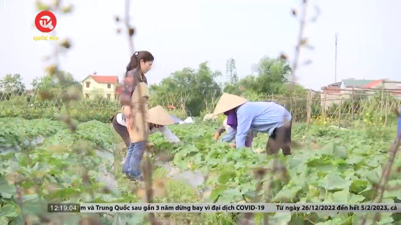 Còn nhiều thách thức trong phát triển nông nghiệp hữu cơ tại Việt Nam