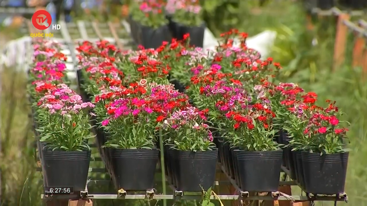 Đồng Tháp: Nông dân Sa Đéc đầu tư thêm nhiều loại hoa mới, sẵn sàng vụ hoa tết