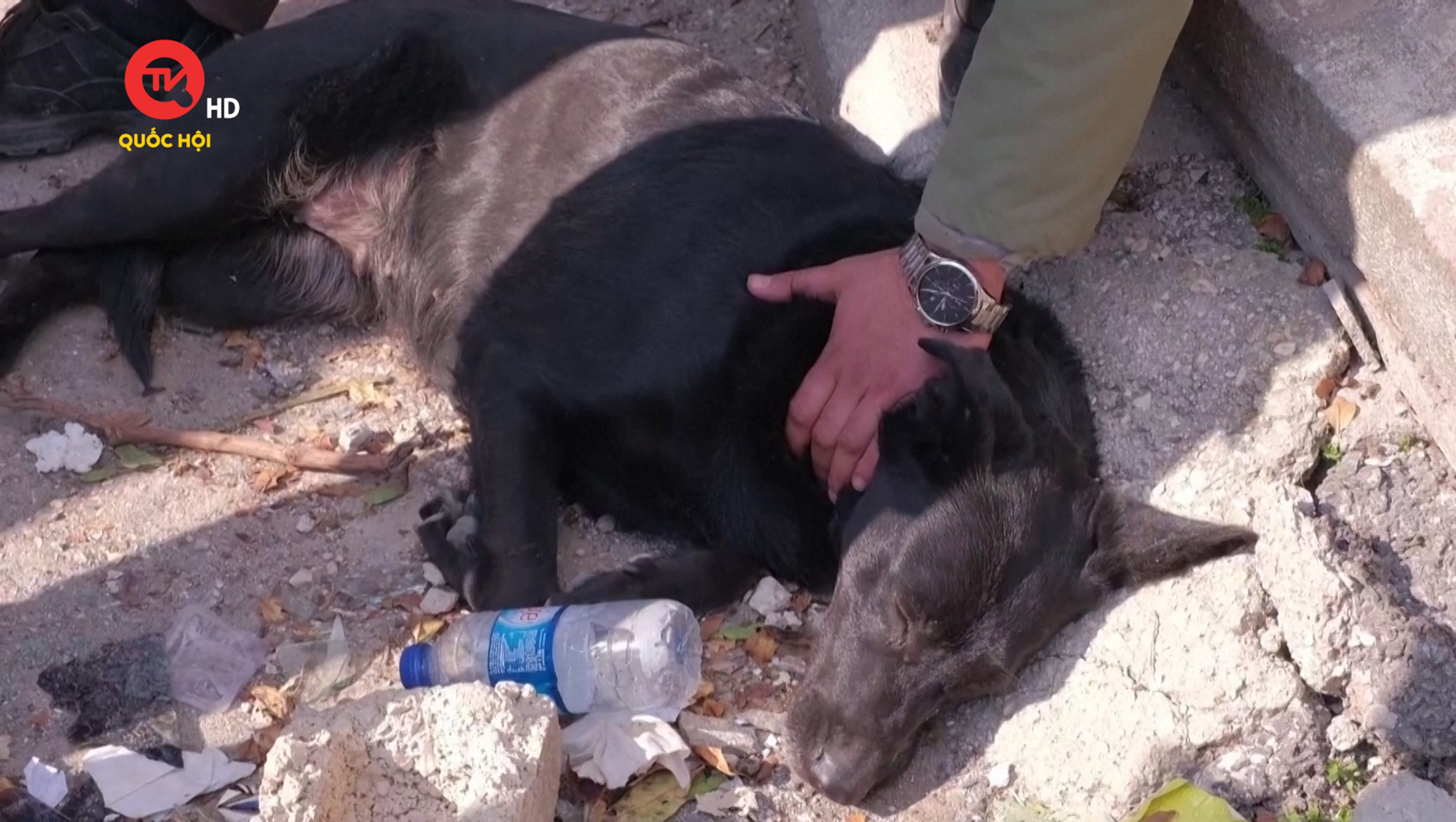Cảm động chú chó trung thành chờ chủ mắc kẹt dưới đống đổ nát ở Thổ Nhĩ Kỳ