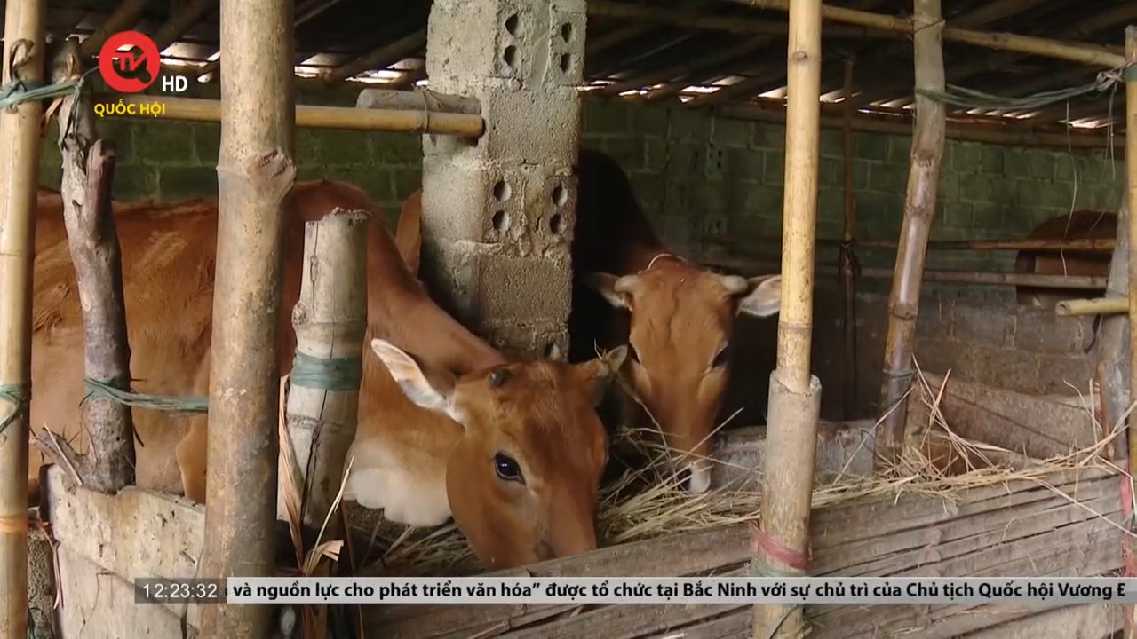 Sơn La: Người dân vùng cao từng bước thoát nghèo nhờ chương trình hỗ trợ nuôi bò dê